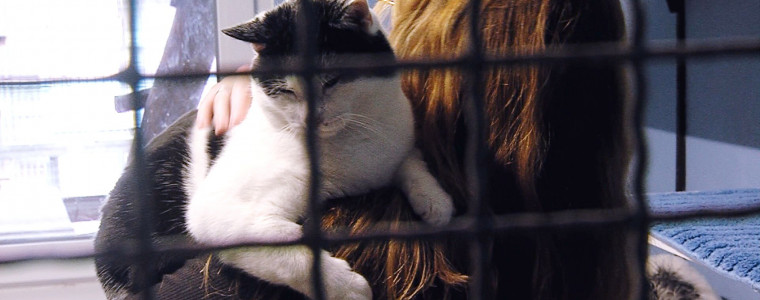 Die verschmusten Katzen im Tierheim Reutlingen lieben die ehrenamtlichen Katzenstreichler 